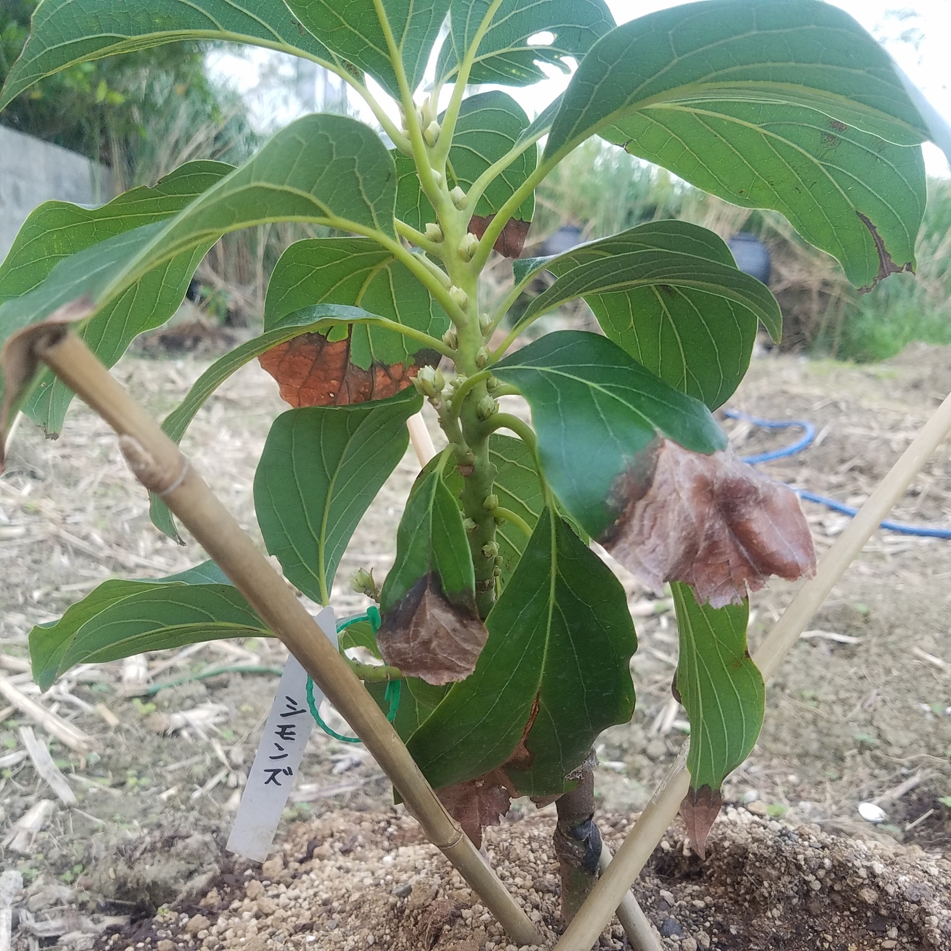 さっそく花芽 地植えして2週間 アボカド栽培in沖縄